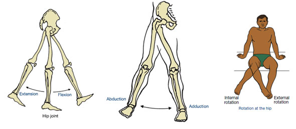 Muscles That Move the Leg